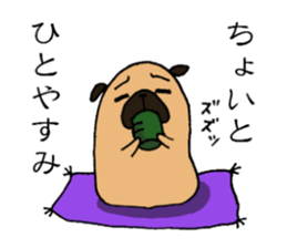 Everyday playful pug sticker #9100167