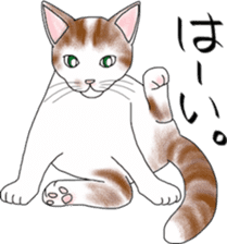 Scottish Fold of kitten Mugi sticker #9109575