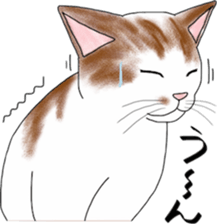 Scottish Fold of kitten Mugi sticker #9109590