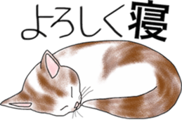 Scottish Fold of kitten Mugi sticker #9109596
