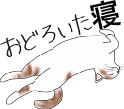 Scottish Fold of kitten Mugi sticker #9109597