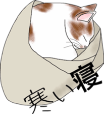 Scottish Fold of kitten Mugi sticker #9109600