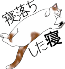 Scottish Fold of kitten Mugi sticker #9109601