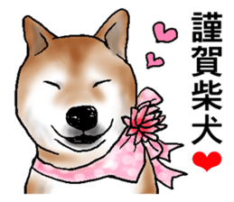 Japanese Shiba inu stickers!3 sticker #9114881