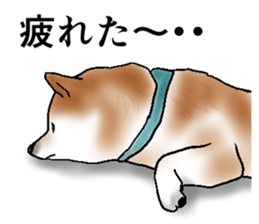 Japanese Shiba inu stickers!3 sticker #9114886