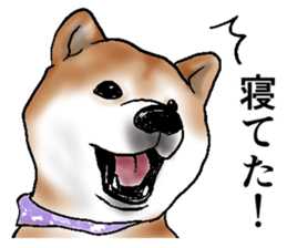 Japanese Shiba inu stickers!3 sticker #9114887