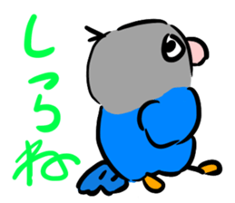 Blue button parakeets Sticker sticker #9121134