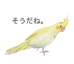 Pearl of the cockatiel. sticker #9124783