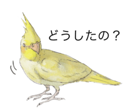 Pearl of the cockatiel. sticker #9124789
