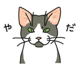 Next year will be a cat year. sticker #9132355