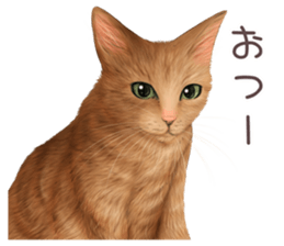 zumo cats sticker vol.4 (Japanese) sticker #9132379