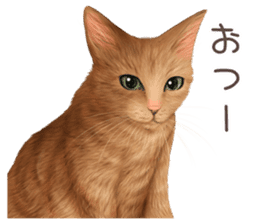 zumo cats sticker vol.4 (Japanese) sticker #9132379