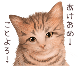 zumo cats sticker vol.4 (Japanese) sticker #9132402