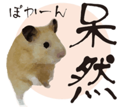 I like hamsters sticker #9139693