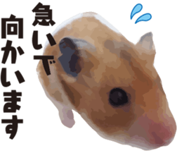 I like hamsters sticker #9139704