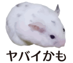 I like hamsters sticker #9139712