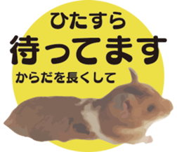 I like hamsters sticker #9139714