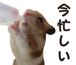 I like hamsters sticker #9139716