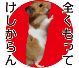 I like hamsters sticker #9139718