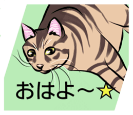 Lazy cat sticker + sticker #9159848