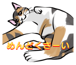 Lazy cat sticker + sticker #9159864