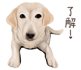 zumo dogs sticker vol.1 (Japanese) sticker #9168242
