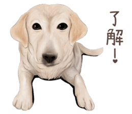 zumo dogs sticker vol.1 (Japanese) sticker #9168242