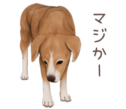 zumo dogs sticker vol.1 (Japanese) sticker #9168255