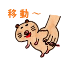 Kinkuma hamster "Hamuhamu"5 sticker #9168831