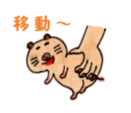 Kinkuma hamster "Hamuhamu"5 sticker #9168831