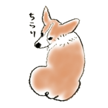 Corgie Hanachan sticker #9168892