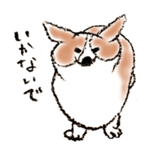Corgie Hanachan sticker #9168907