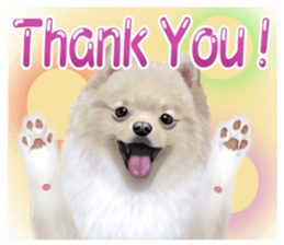 Pomeranian Love sticker #9169954