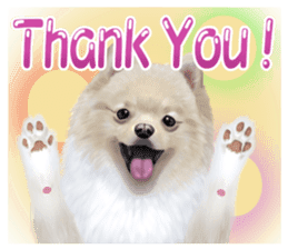 Pomeranian Love sticker #9169954