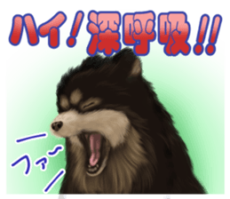 Pomeranian Love sticker #9169965