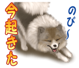Pomeranian Love sticker #9169967