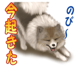 Pomeranian Love sticker #9169967