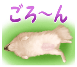 Pomeranian Love sticker #9169969