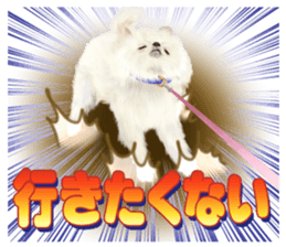 Pomeranian Love sticker #9169973