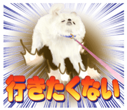 Pomeranian Love sticker #9169973