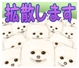 Pomeranian Love sticker #9169974