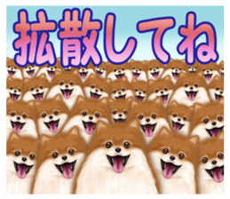 Pomeranian Love sticker #9169975