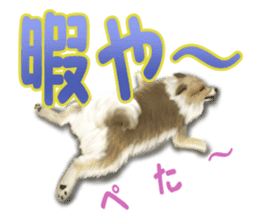 Pomeranian Love sticker #9169976