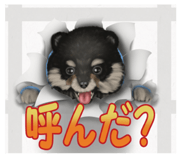 Pomeranian Love sticker #9169977