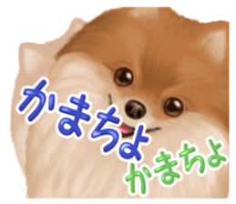 Pomeranian Love sticker #9169980
