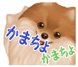 Pomeranian Love sticker #9169980