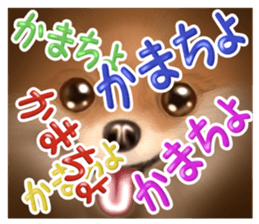 Pomeranian Love sticker #9169981