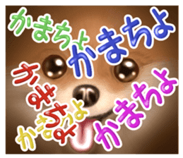 Pomeranian Love sticker #9169981