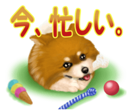 Pomeranian Love sticker #9169982