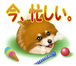 Pomeranian Love sticker #9169982